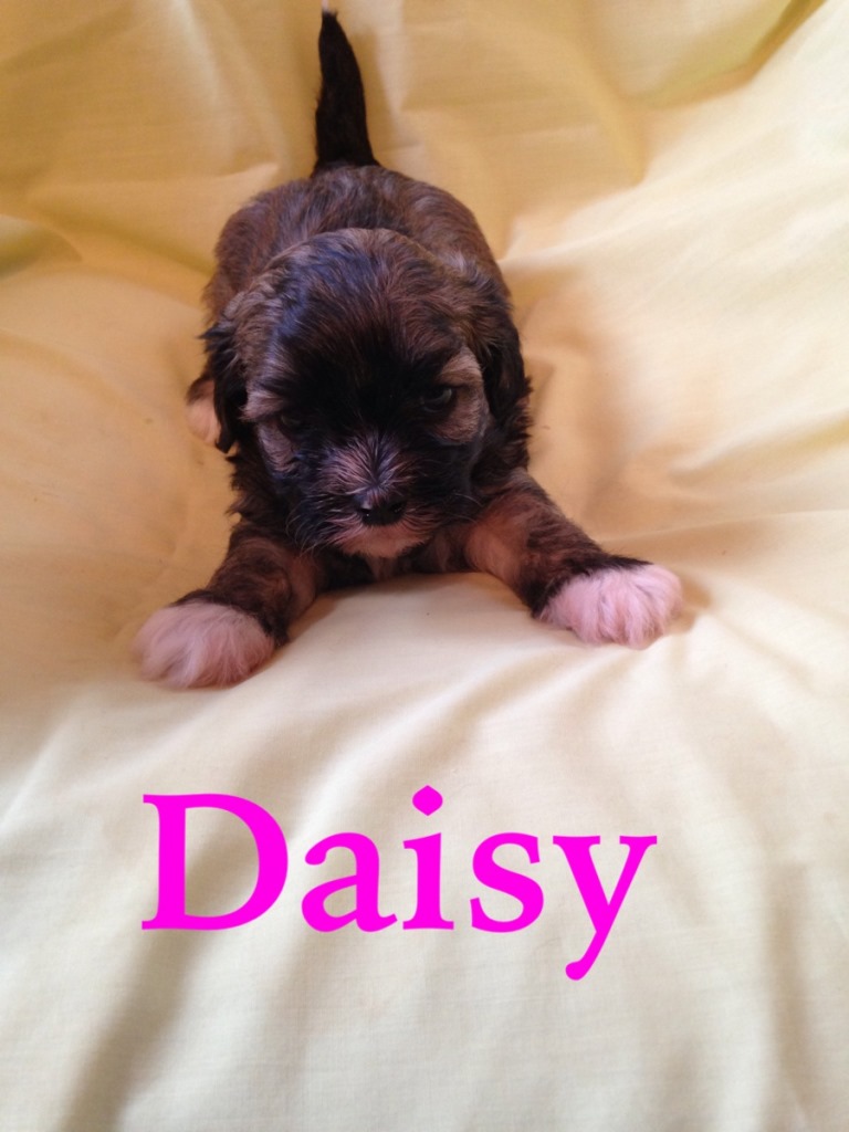 Havanese Puppies for Sale